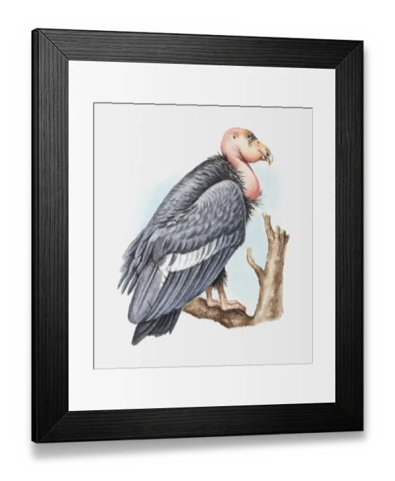 Framed Print : Illustration of California condor (Gymnogyps californianus) perching on tree branch, side view Framed Print : Illustration of California condor (Gymnogyps californianus) perching on tree branch, side view