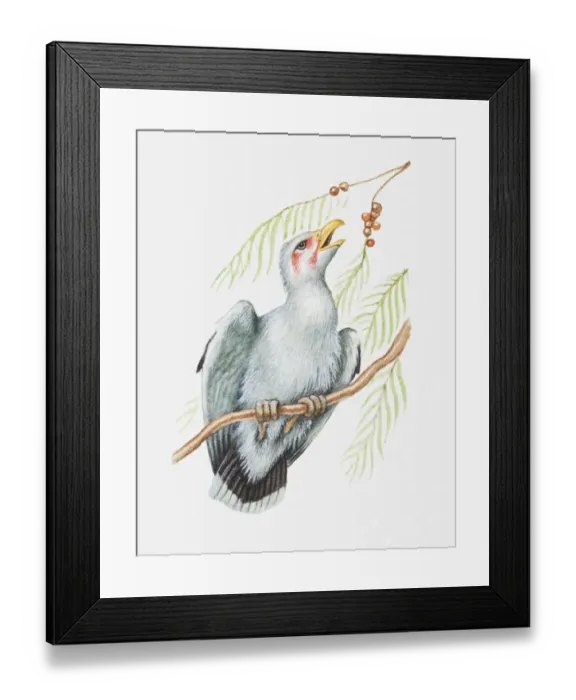 Framed Print : Illustration of a Palm nut vulture (Gypohierax angolensis) feeding on nuts of oil palm Framed Print : Illustration of a Palm nut vulture (Gypohierax angolensis) feeding on nuts of oil palm