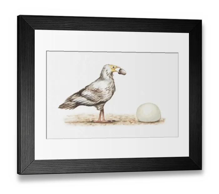 Framed Print : Illustration of an Egyptian vulture (Neophron percnopterus) about to crack open an ostrich egg with a stone, side view Framed Print : Illustration of an Egyptian vulture (Neophron percnopterus) about to crack open an ostrich egg with a stone, side view
