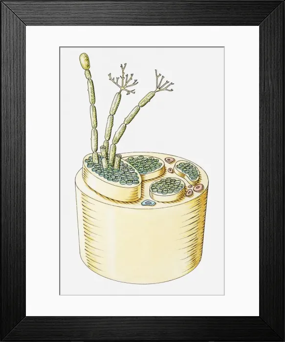 Framed Print : Cross section illustration of human nerve Framed Print : Cross section illustration of human nerve