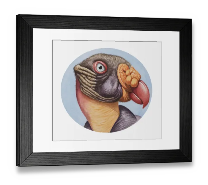 Framed Print : Illustration of the head of a King vulture (Sarcoramphus papa) with distinctive beak Framed Print : Illustration of the head of a King vulture (Sarcoramphus papa) with distinctive beak
