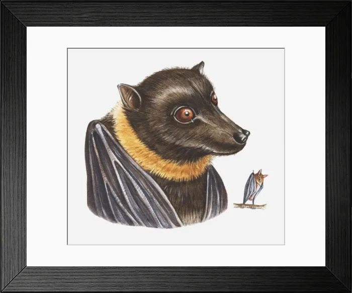 Framed Print : Illustration of Mariana Fruit Bat (Pteropus mariannus mariannus) Framed Print : Illustration of Mariana Fruit Bat (Pteropus mariannus mariannus)