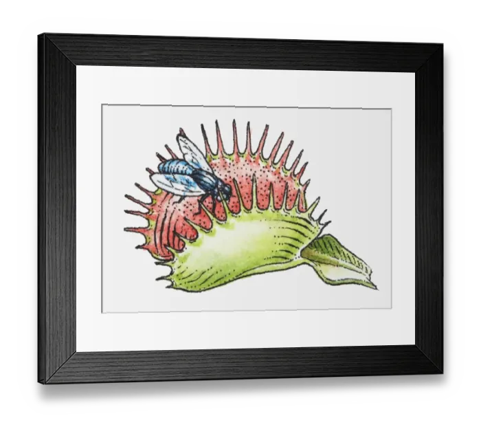 Framed Print : Illustration of fly on Dionaea muscipula (Venus Flytrap) Framed Print : Illustration of fly on Dionaea muscipula (Venus Flytrap)