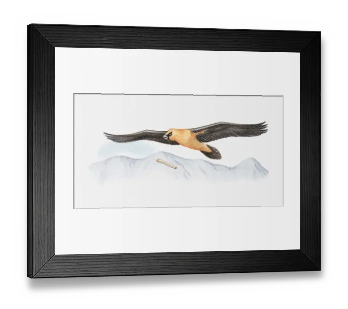 Framed Print : Illustration of Bearded vulture (Gypaetus barbatus) in mid-air, dropping bone to smash it open and feed on bone marrow Framed Print : Illustration of Bearded vulture (Gypaetus barbatus) in mid-air, dropping bone to smash it open and feed on bone marrow