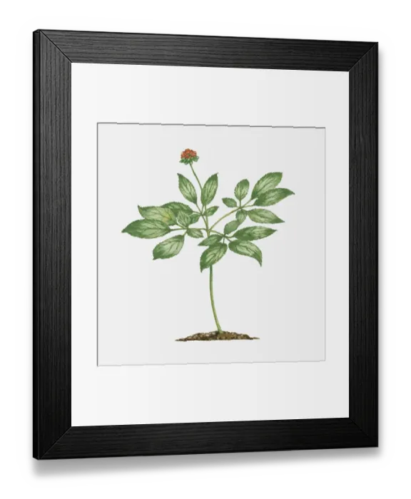 Framed Print : Asian ginseng (Panax ginseng) with cluster of red fruit and green leaves on long stem Framed Print : Asian ginseng (Panax ginseng) with cluster of red fruit and green leaves on long stem