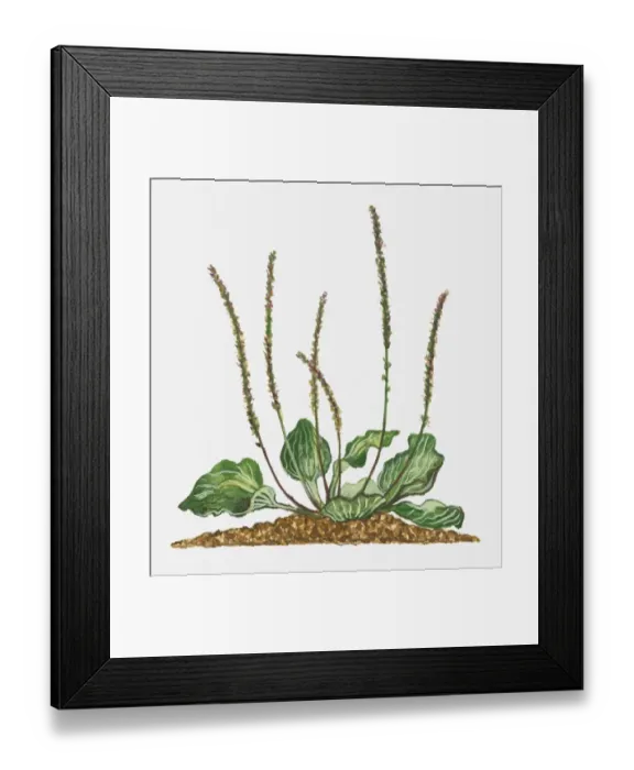 Framed Print : Illustration of Musa paradisiaca (Plantain) with tall flower sipkes and variegated leaves Framed Print : Illustration of Musa paradisiaca (Plantain) with tall flower sipkes and variegated leaves