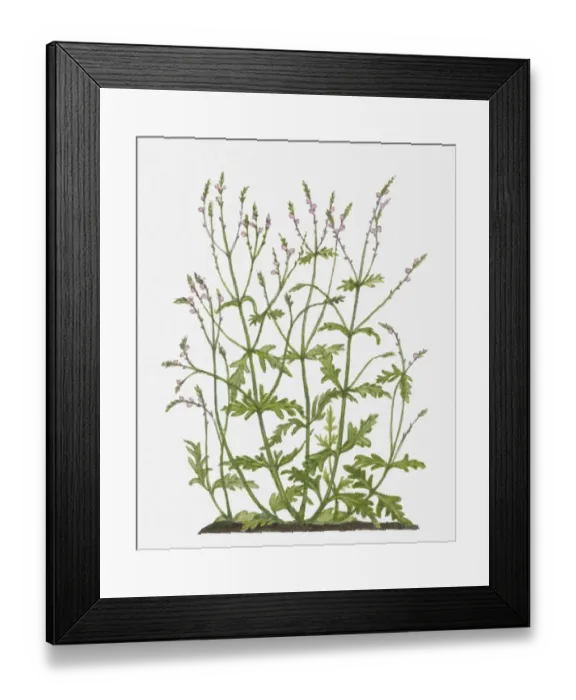 Framed Print : Vervain officinalis (Common Vervain) pink flowers and green leaves on tall stems Framed Print : Vervain officinalis (Common Vervain) pink flowers and green leaves on tall stems