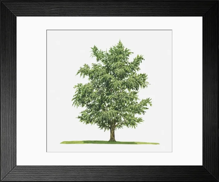 Framed Print : Ginkgo (Ginkgo biloba) tree Framed Print : Ginkgo (Ginkgo biloba) tree