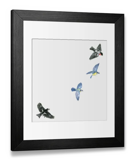Framed Print : Illustration of woodland birds including Pied flycatcher (Ficedula hypoleuca) and Blue tits (Cyanistes caeruleus) and Red-breasted blackbird (Sturnella militaris) in flight Framed Print : Illustration of woodland birds including Pied flycatcher (Ficedula hypoleuca) and Blue tits (Cyanistes caeruleus) and Red-breasted blackbird (Sturnella militaris) in flight
