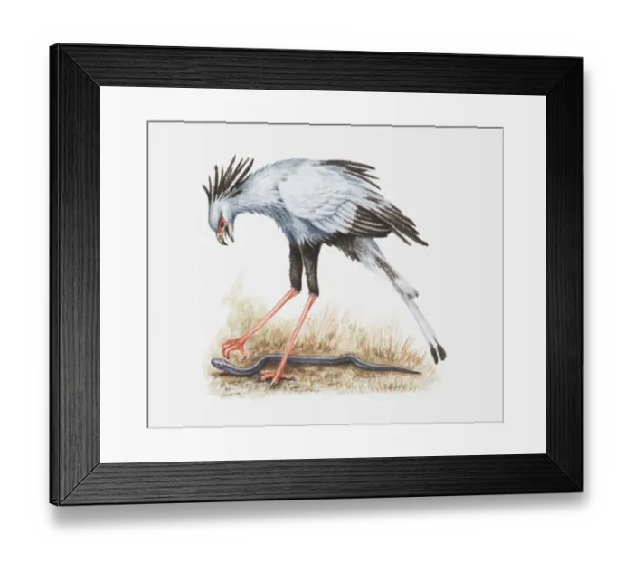 Framed Print : Illustration of a Secretary bird (Sagittarius serpentarius) attacking a snake Framed Print : Illustration of a Secretary bird (Sagittarius serpentarius) attacking a snake