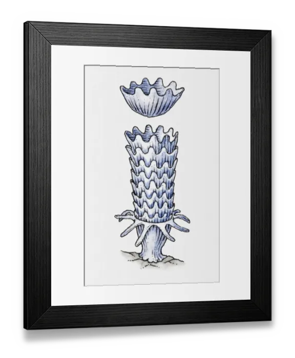 Framed Print : Illustration of jellyfish development Framed Print : Illustration of jellyfish development