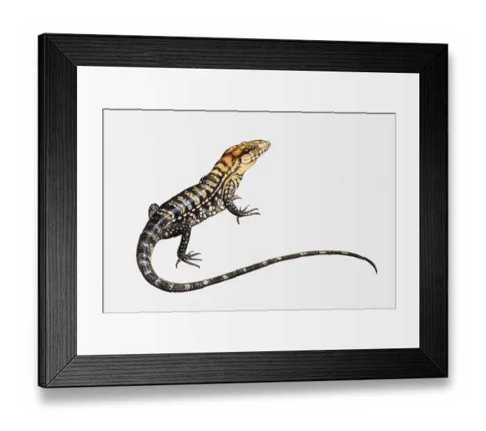 Framed Print : Illustration of a lizard