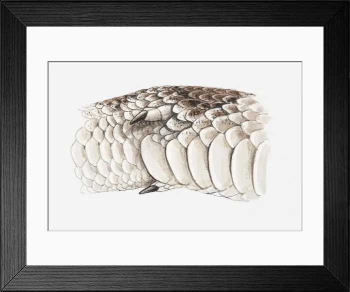 Framed Print : Illustration of a pythons spurs, close-up Framed Print : Illustration of a pythons spurs, close-up