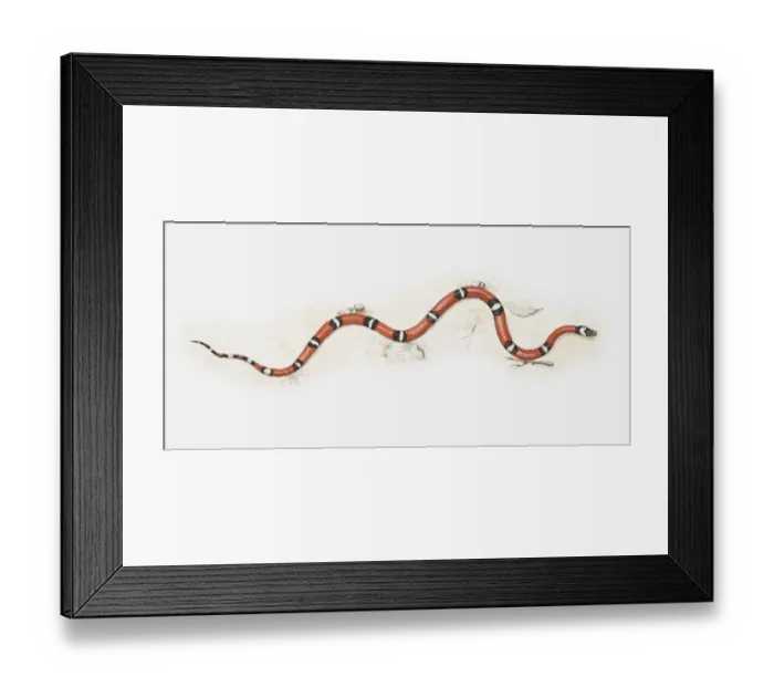 Framed Print : Illustration of Milk snake (Lampropeltis triangulum) moving forward Framed Print : Illustration of Milk snake (Lampropeltis triangulum) moving forward