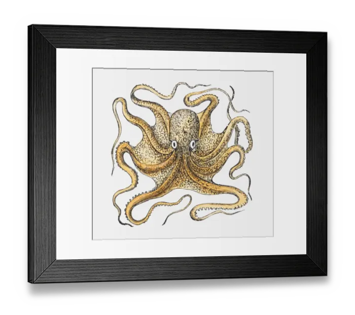 Framed Print : Illustration of an octopus Framed Print : Illustration of an octopus