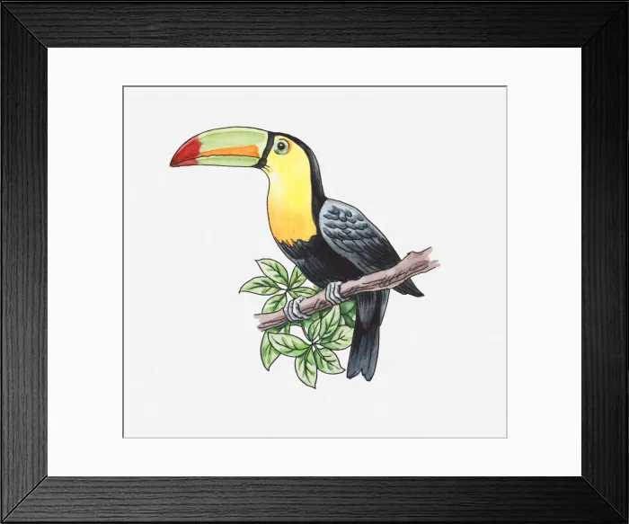 Framed Print : Illustration of a toucan perching on a branch Framed Print : Illustration of a toucan perching on a branch