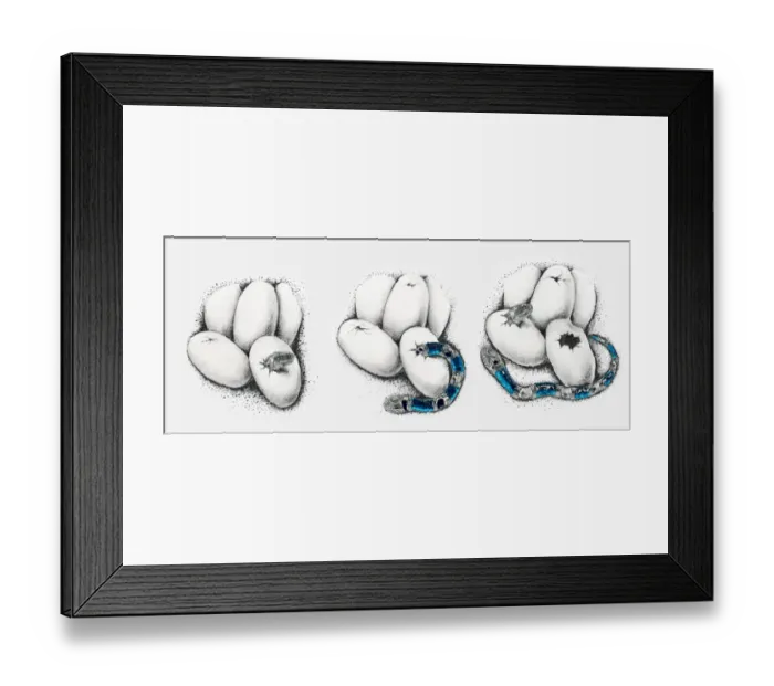 Framed Print : Illustration of snakes hatching from eggs, multiple image Framed Print : Illustration of snakes hatching from eggs, multiple image