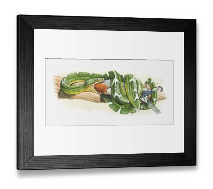 Framed Print : Illustration of an Emerald tree boa (Corallus caninus) eating a bird Framed Print : Illustration of an Emerald tree boa (Corallus caninus) eating a bird