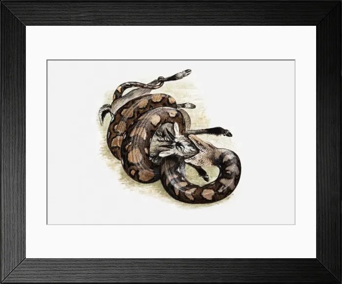 Framed Print : Illustration of Reticulated python (Python reticulatus) killing a goat Framed Print : Illustration of Reticulated python (Python reticulatus) killing a goat