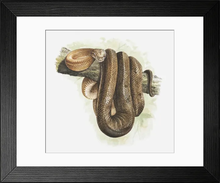 Framed Print : Illustration of a Tree boa (Corallus sp. ) coiled around tree branch Framed Print : Illustration of a Tree boa (Corallus sp. ) coiled around tree branch