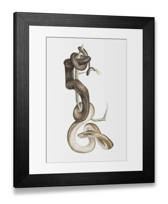 Framed Print : Illustration of a Tree boa (Corallus sp. ) coiled around a tree branch, preying Framed Print : Illustration of a Tree boa (Corallus sp. ) coiled around a tree branch, preying