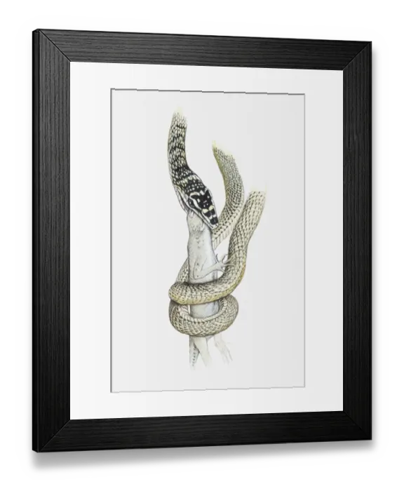 Framed Print : Illustration of a vine snake coiled around a lizard and biting into its head Framed Print : Illustration of a vine snake coiled around a lizard and biting into its head