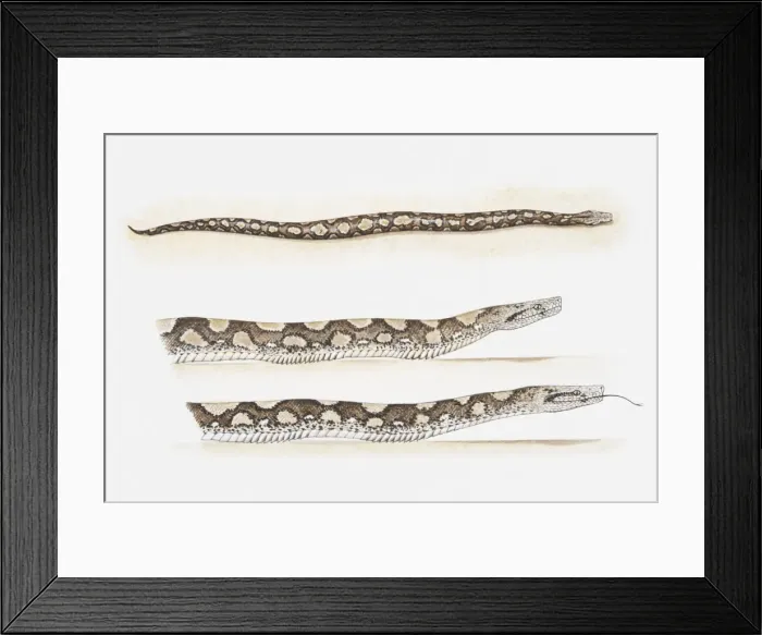 Framed Print : Illustration of pythons moving by creeping along Framed Print : Illustration of pythons moving by creeping along