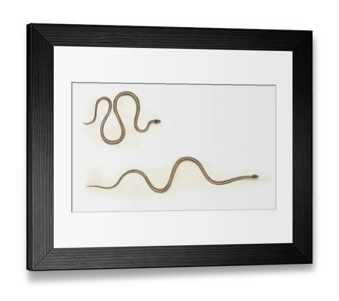 Framed Print : Illustration of snake moving forward by bunching up in loops and then straightening out