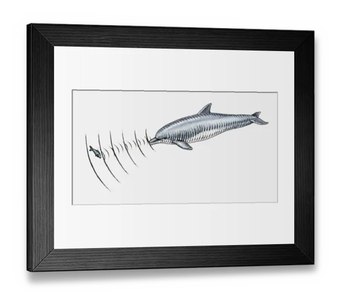 Framed Print : Illustration of dolpin using echolocation to locate fish