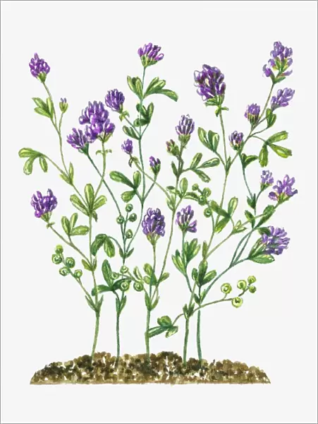 Medicago sativa (Alfalfa) with clusters of purple flowers and green leaves on long stems