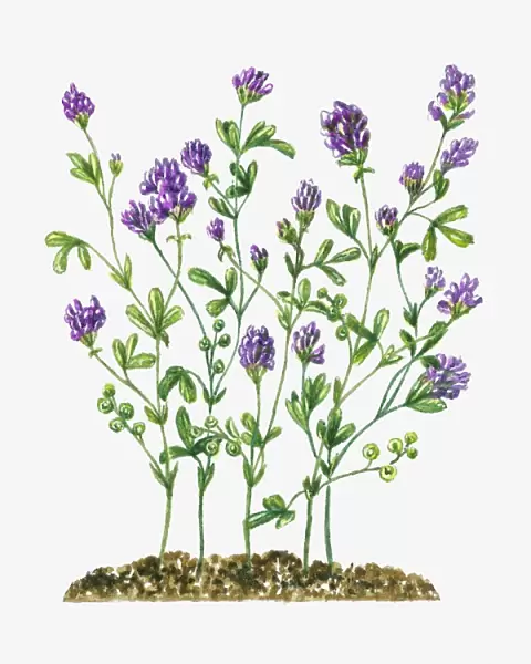 Medicago sativa (Alfalfa) with clusters of purple flowers and green leaves on long stems
