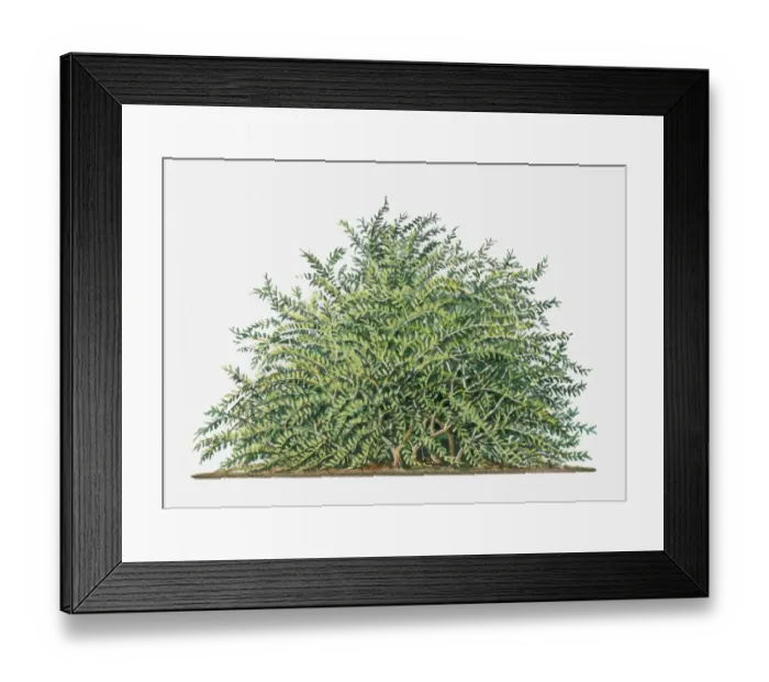 Framed Print : Lycium (Wolfberry) shrub with abundance of green leaves