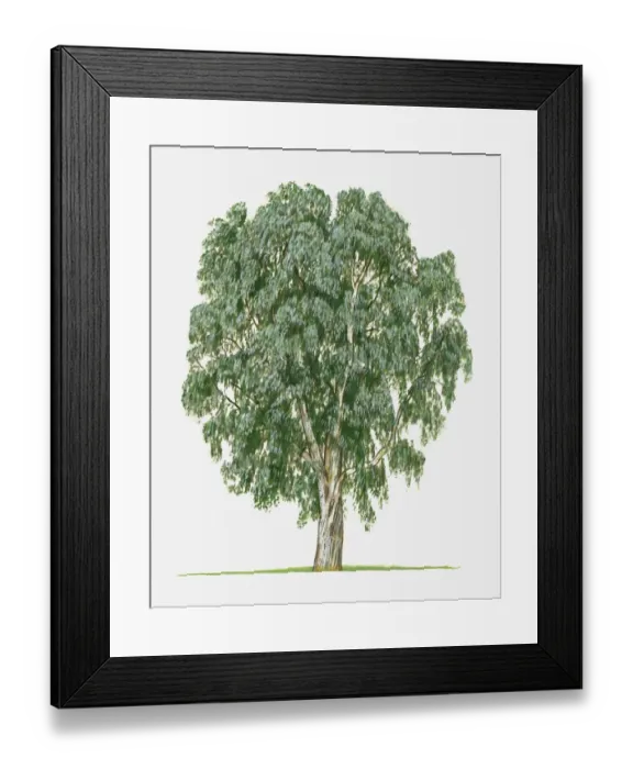 Framed Print : Eucalyptus globulus (Tasmanian Blue Gum) tree Framed Print : Eucalyptus globulus (Tasmanian Blue Gum) tree