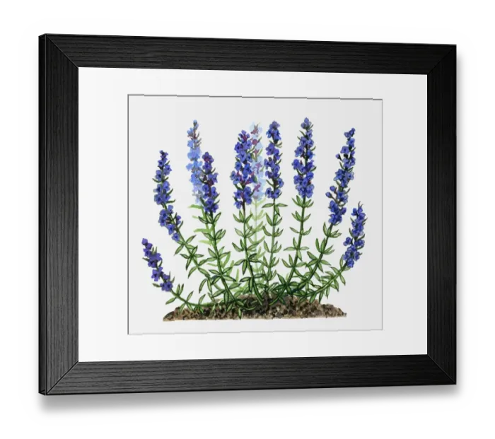 Framed Print : Herb Hyssop (Hyssopus officinalis aka Hyssopus decumbens) with purple flowers and green leaves on tall stems Framed Print : Herb Hyssop (Hyssopus officinalis aka Hyssopus decumbens) with purple flowers and green leaves on tall stems