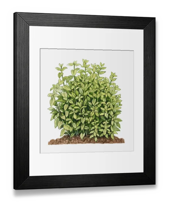 Framed Print : Melissa officinalis (Lemon Balm) Framed Print : Melissa officinalis (Lemon Balm)