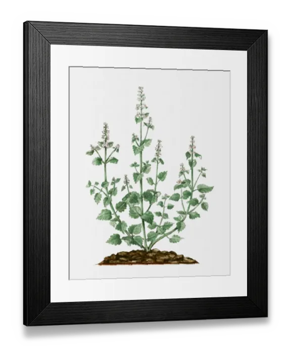 Framed Print : Nepeta cataria (Catmint) with small white flowers and green leaves on tall stems Framed Print : Nepeta cataria (Catmint) with small white flowers and green leaves on tall stems