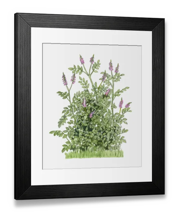 Framed Print : Glycyrrhiza glabra (Liquorice) with purple flowers amd green leaves on tall stems Framed Print : Glycyrrhiza glabra (Liquorice) with purple flowers amd green leaves on tall stems