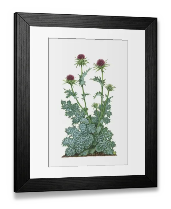 Framed Print : Silybum marianum (Milk Thistle) with purple flowers and spiked green and white leaves on tall stems Framed Print : Silybum marianum (Milk Thistle) with purple flowers and spiked green and white leaves on tall stems