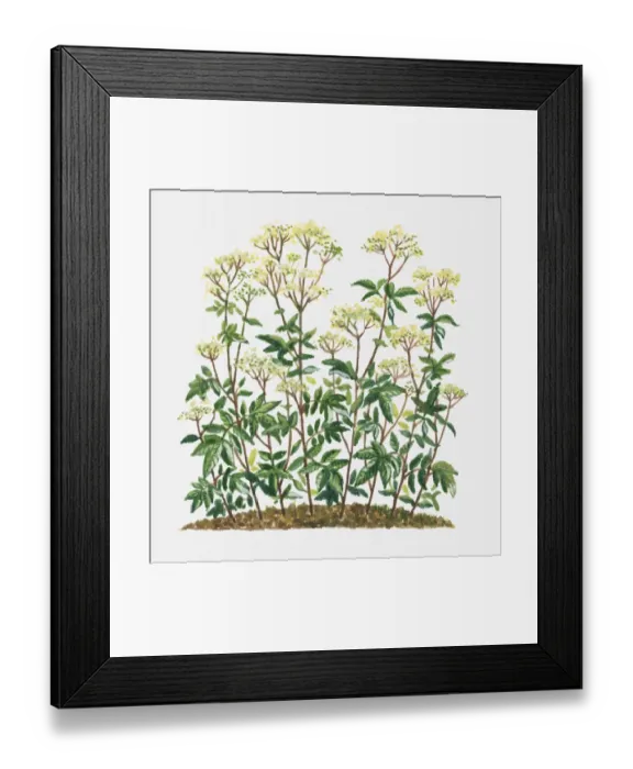 Framed Print : Filipendula ulmaria (Meadowsweet) clusters of creamy white flowers and green leaves on tall stems
