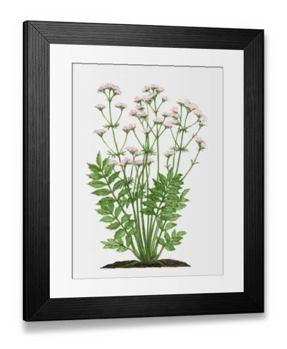 Framed Print : Valeriana officinalis (Valerian) with pink flowers and green leaves on tall stem Framed Print : Valeriana officinalis (Valerian) with pink flowers and green leaves on tall stem