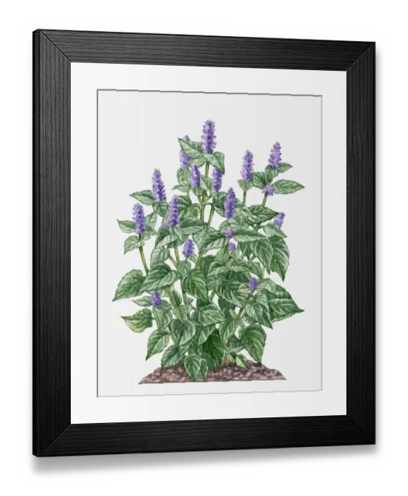 Framed Print : Agastache foeniculum (Anise Hyssop) with purple flowers amd green leaves on tall stems Framed Print : Agastache foeniculum (Anise Hyssop) with purple flowers amd green leaves on tall stems