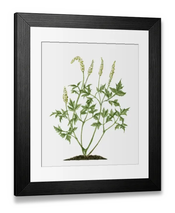 Framed Print : Actaea racemosa (Black Cohosh) with flowers and green leaves on long stems Framed Print : Actaea racemosa (Black Cohosh) with flowers and green leaves on long stems
