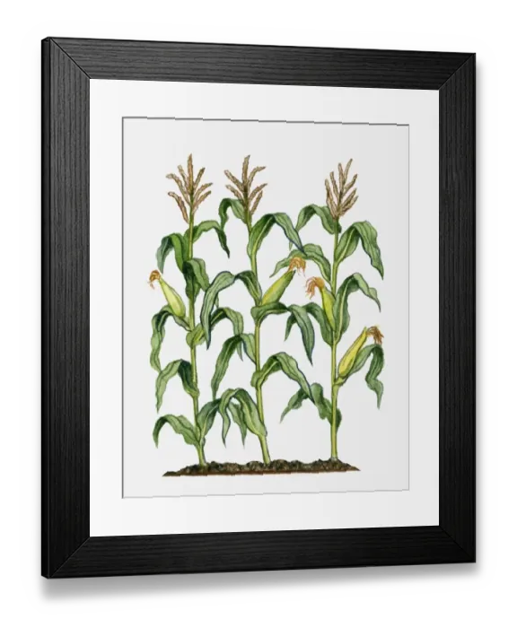 Framed Print : Zea mays (Maize) with eras, silk, flowers and green leaves on tall stalks Framed Print : Zea mays (Maize) with eras, silk, flowers and green leaves on tall stalks
