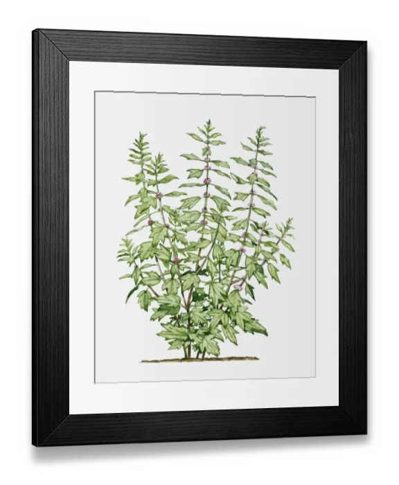 Framed Print : Leonurus cardiaca (Motherwort) with small pink flowers and green leaves on long stems
