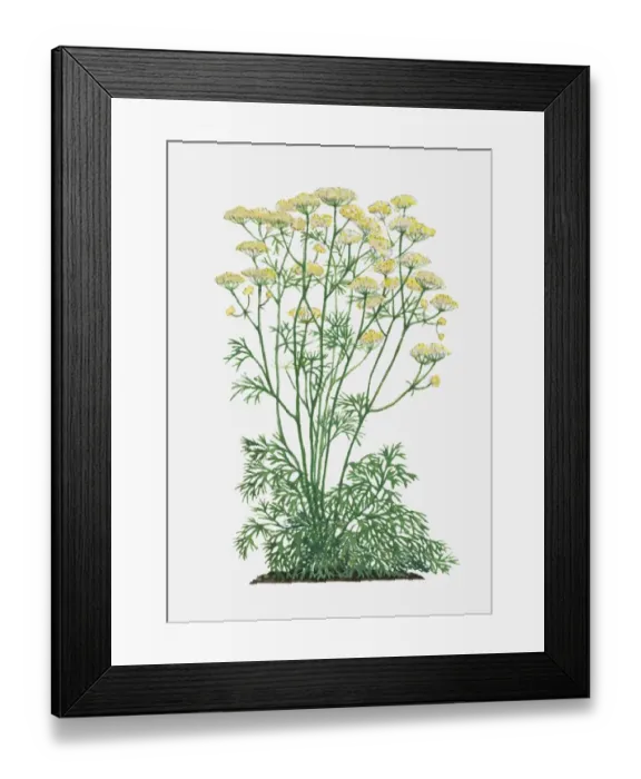 Framed Print : Ferula assafoetida (Asafoetida) with yellow flowers and green leaves on tall stems Framed Print : Ferula assafoetida (Asafoetida) with yellow flowers and green leaves on tall stems