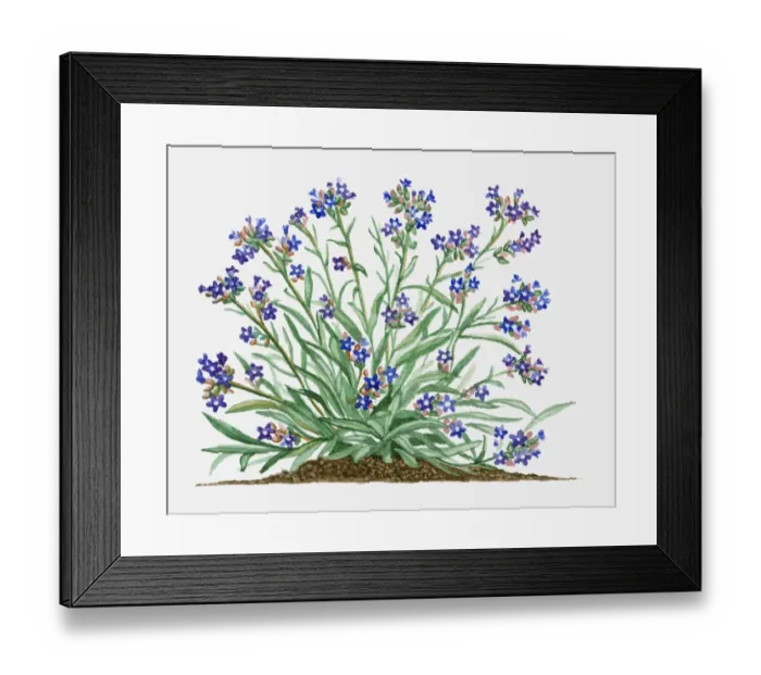 Framed Print : Anchusa officinalis (Common Bugloss or Alkanet) with blue flowers and green leaves on long stems Framed Print : Anchusa officinalis (Common Bugloss or Alkanet) with blue flowers and green leaves on long stems