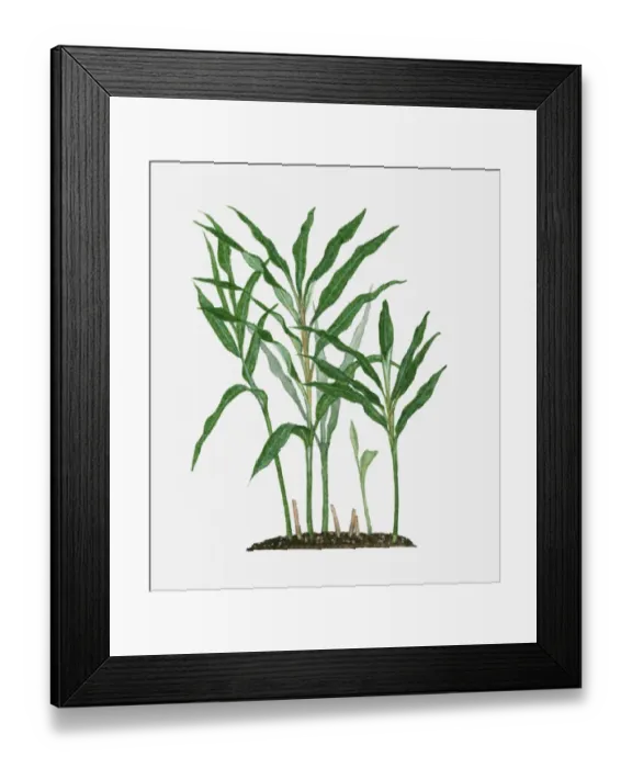 Framed Print : Zingiber officinale (Ginger) long green leaves on tall stems Framed Print : Zingiber officinale (Ginger) long green leaves on tall stems
