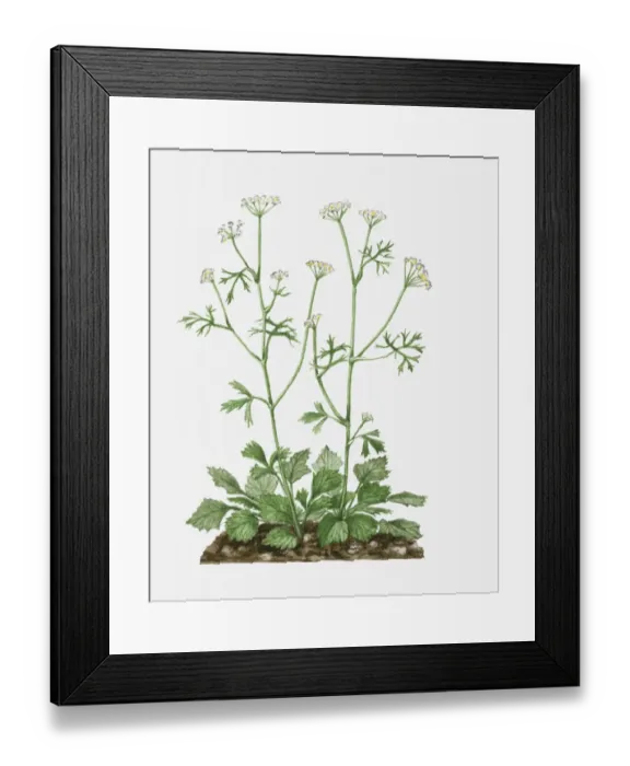 Framed Print : Pimpinella anisum (Aniseed) with white flowers and green leaves on tall stems Framed Print : Pimpinella anisum (Aniseed) with white flowers and green leaves on tall stems