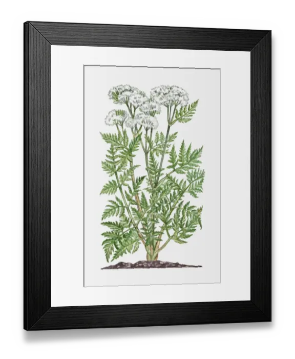 Framed Print : Myrrhis odorata (Sweet Cicely) with clusters of white flowers and green leaves on tall stems Framed Print : Myrrhis odorata (Sweet Cicely) with clusters of white flowers and green leaves on tall stems