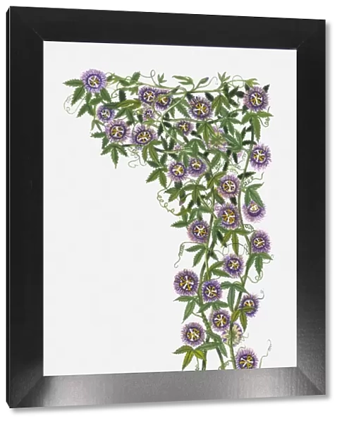 Passiflora Incarnata (Wild Passion Flower) with purple flowers and green leaves on climbing stems